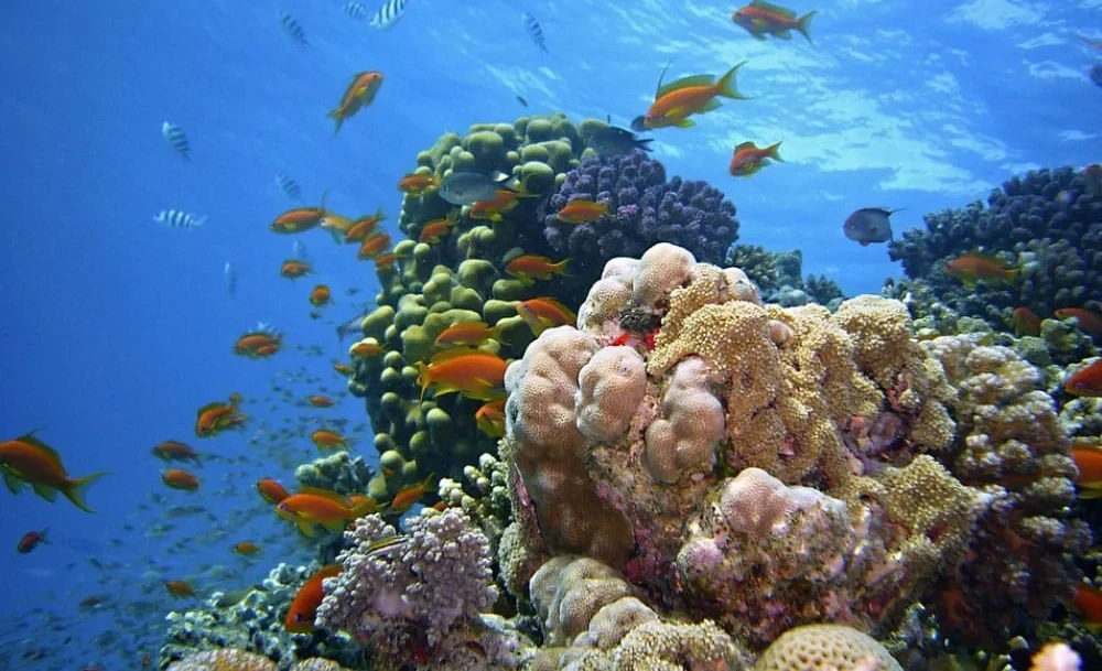 Уй-изилдөөчү адамга белгилүү деңиз түрлөрүнүн пайызын атады