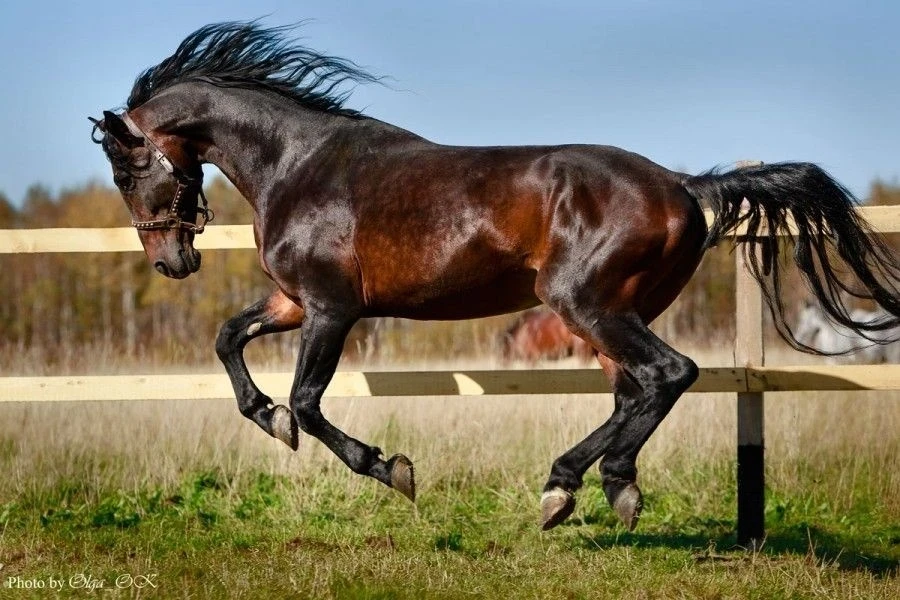 Кыргызстан закупит элитных лошадей и обновит ипподромы к Играм кочевников