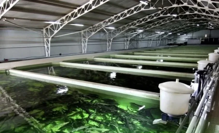 Токмок орман чарбасында жаңы балык чарбачылыгы кооперативдерин түзүү пландалууда