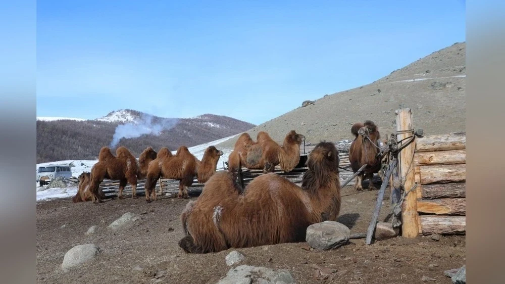 Weather forecast for Mongolia in March