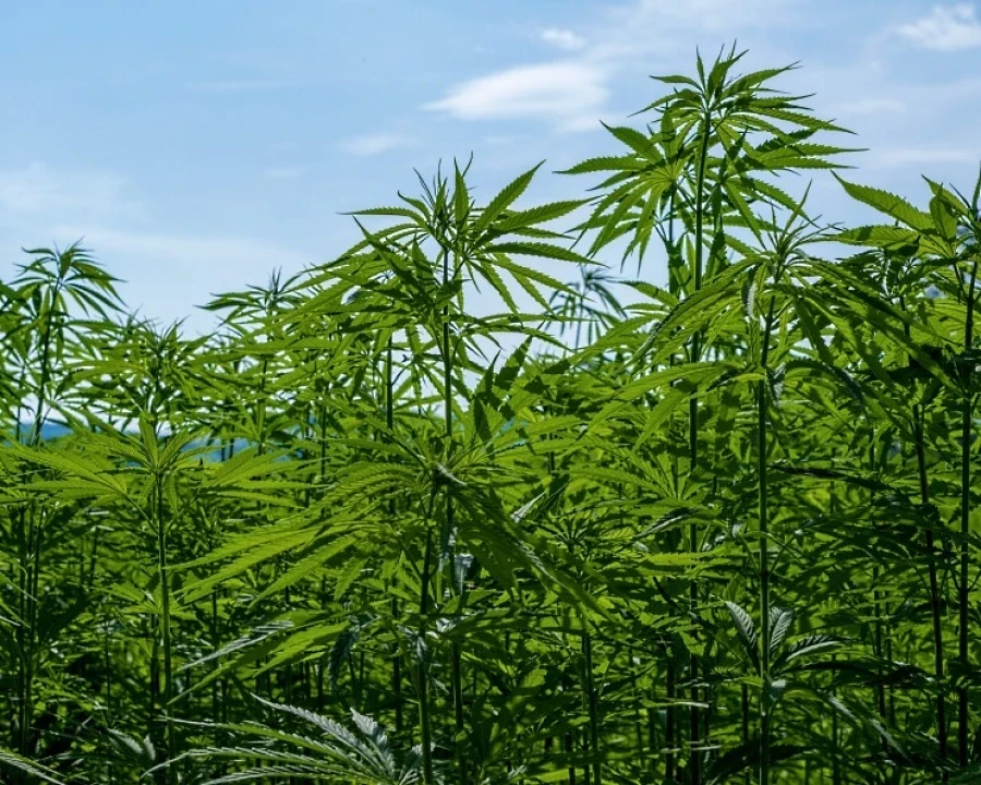 В Жогорку Кенеше предложили выращивать технический каннабис