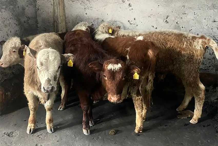 Чек арачылар Баткенде 10 телени мыйзамсыз четке чыгарууну токтотту