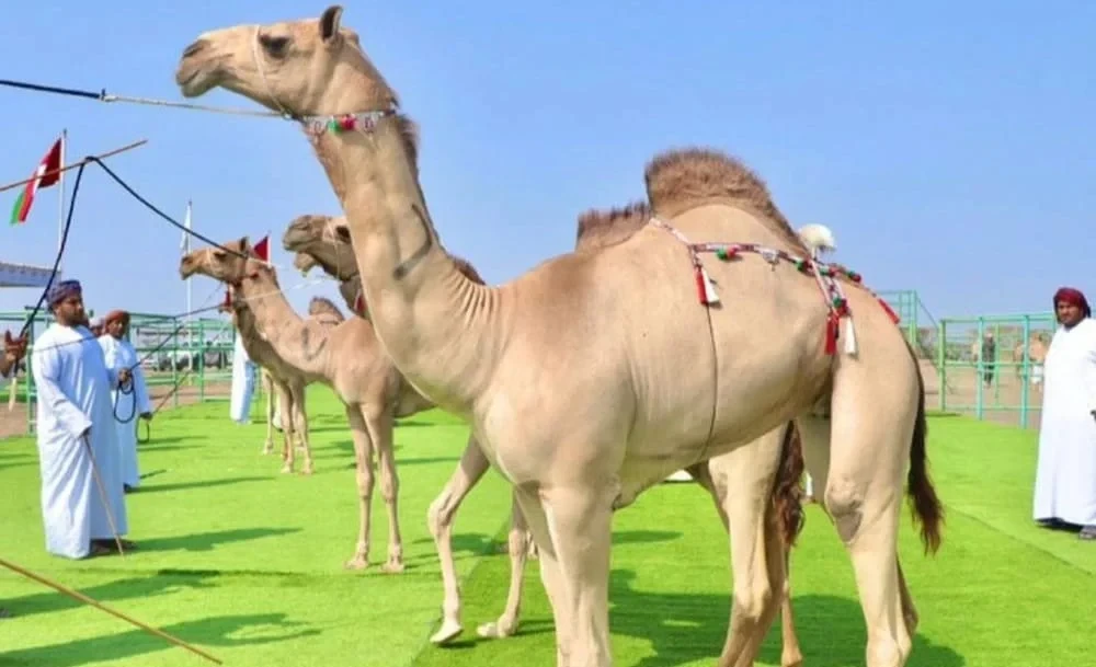 Оманда 20 түйөкту сулуулук конкурсуна катышуудан четтетишти