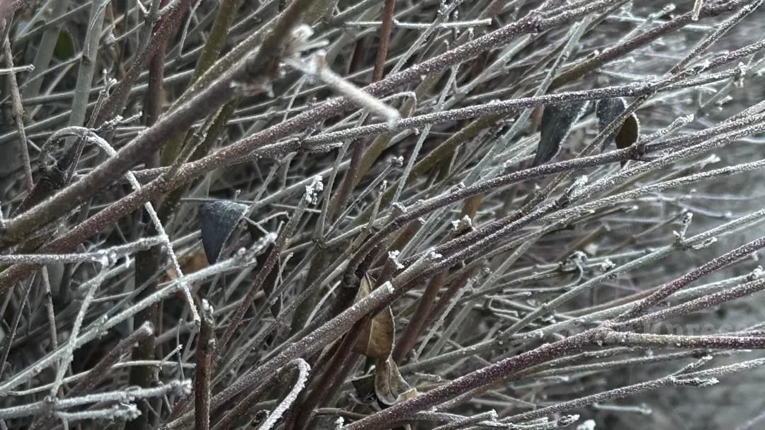 Уюштурууда Казакстанда суук аба ырайы сакталат