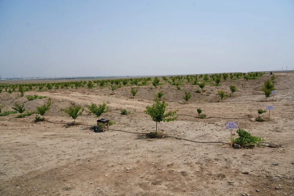 На юге Казахстана прогнозируют острый дефицит поливной воды