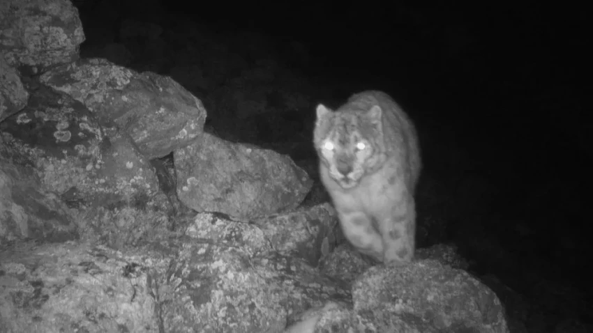 Tried to Steal a Goat: A Snow Leopard Entered the Yard of a Private House in the Issyk-Kul Region