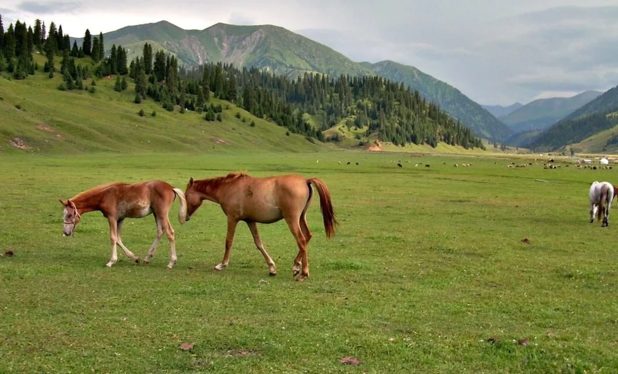 The Ministry of Agriculture urges farmers to switch to breeding purebred livestock