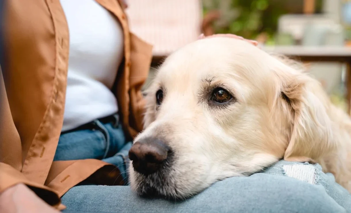 Pet burials alongside their owners allowed in São Paulo, Brazil