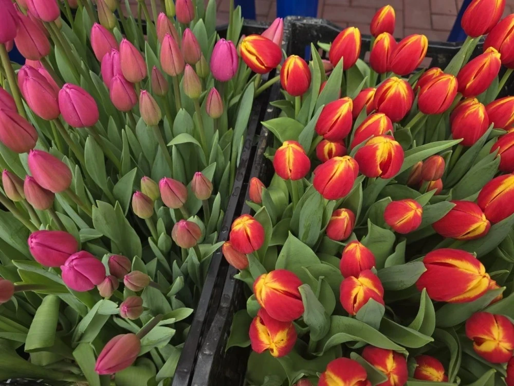 Очереди за весной: в Бишкеке впервые проходит Фестиваль тюльпанов