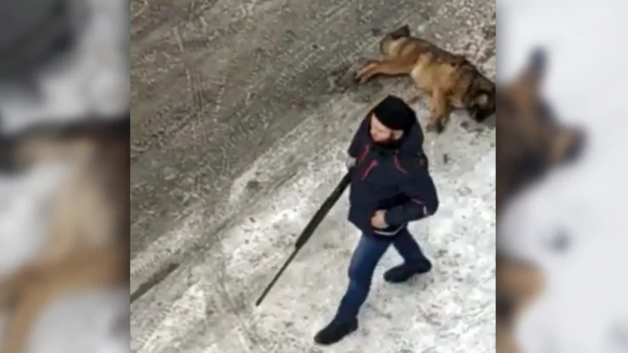 Шаар иттерге каршы. Жаныбарларды ату, бул эмне: коррупция, антигуманизм же көйгөйлөрдү чечүүбү?