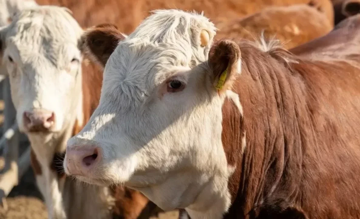 Депутаттар тукумдук мал чарбачылыгы боюнча мыйзам долбоорун кабыл алышты