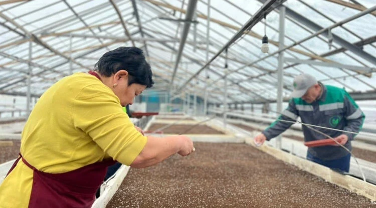 Весна в Бишкеке: город преобразят два миллиона цветов и тысячи тюльпанов