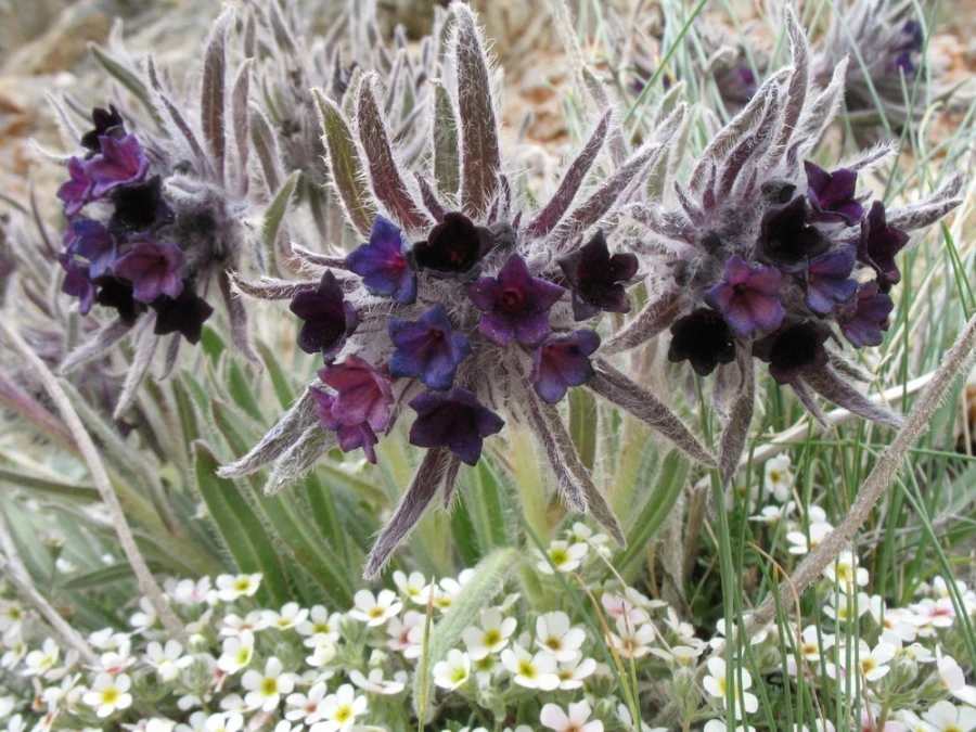 Макротомию в Кыргызстане незаконно выкапывают и продают за границу