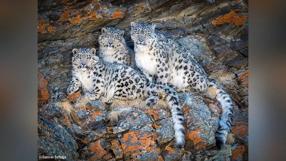 Теплый аба 6-марттан баштап Монголиянын көпчүлүк аймактарында күтүлүүдө