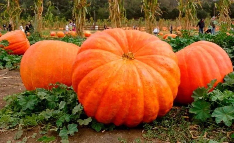 Горох, тиква жана өрүк Кыргызстандан эл аралык рынокко чыкты