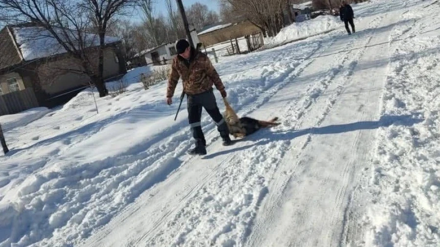 "Protecting Citizens": Bishkek City Hall Responds to Deputy's Outrage Over Dog Shooting