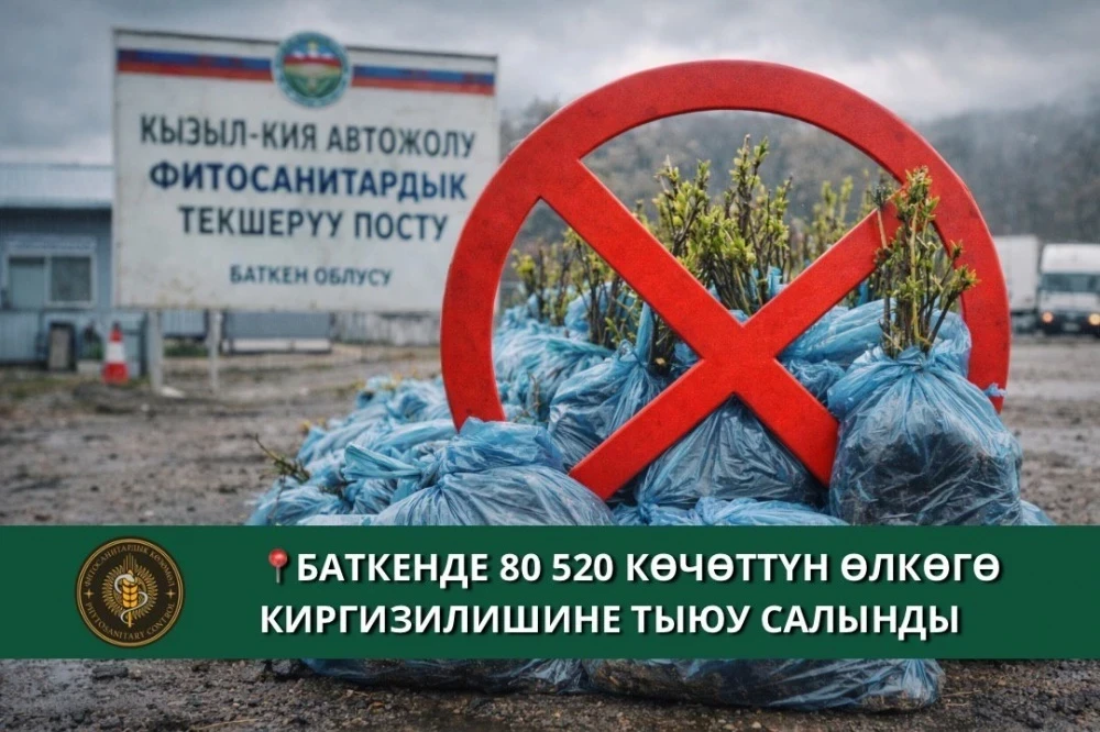 At the "Kyzyl-Kiya" checkpoint, the import of 80 thousand seedlings from Uzbekistan was intercepted