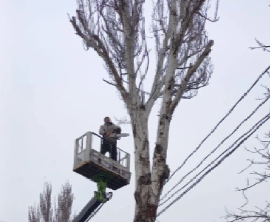 В мэрии Бишкека объяснили вырубку деревьев на улице Махатмы Ганди