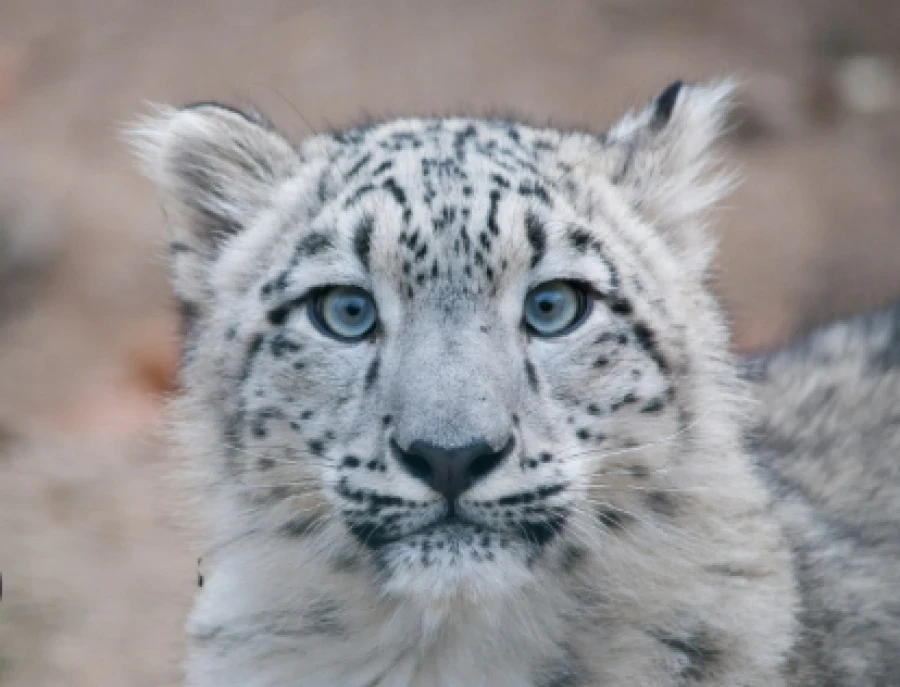 Кыргызстанда кар барыстарынын саны 550дөн ашты