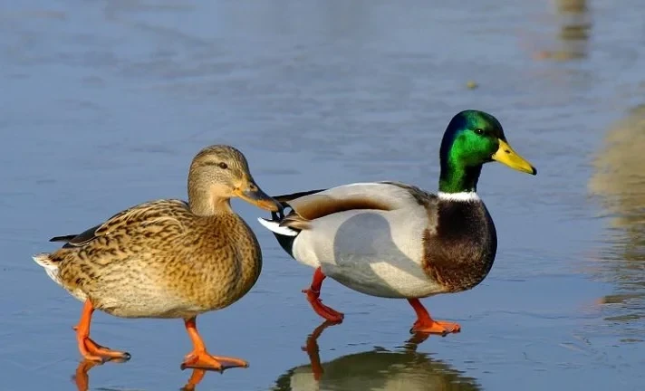 На Иссык-Куле видеокамеры засняли редких птиц