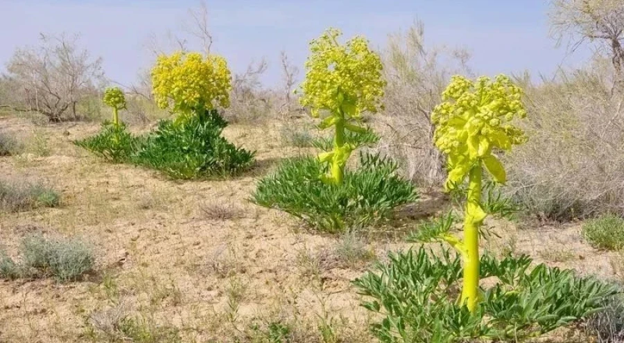 In Kyrgyzstan, the cultivation of medicinal plants on agricultural lands may be officially permitted.