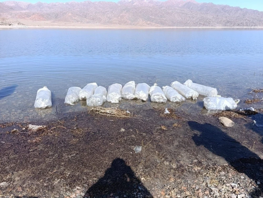 В Орто-Токойское водохранилище выпустили более миллиона мальков сиг-лудоги