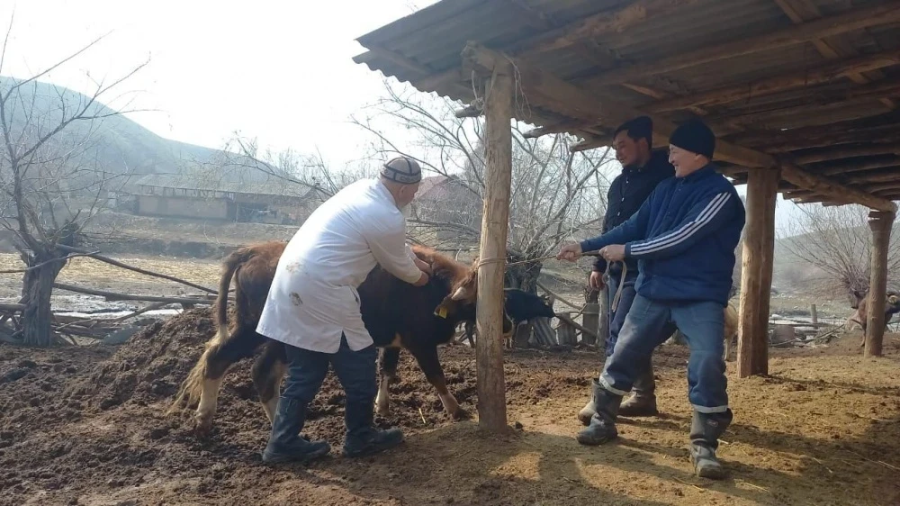 В Кыргызстане стартовала массовая вакцинация скота и домашних животных