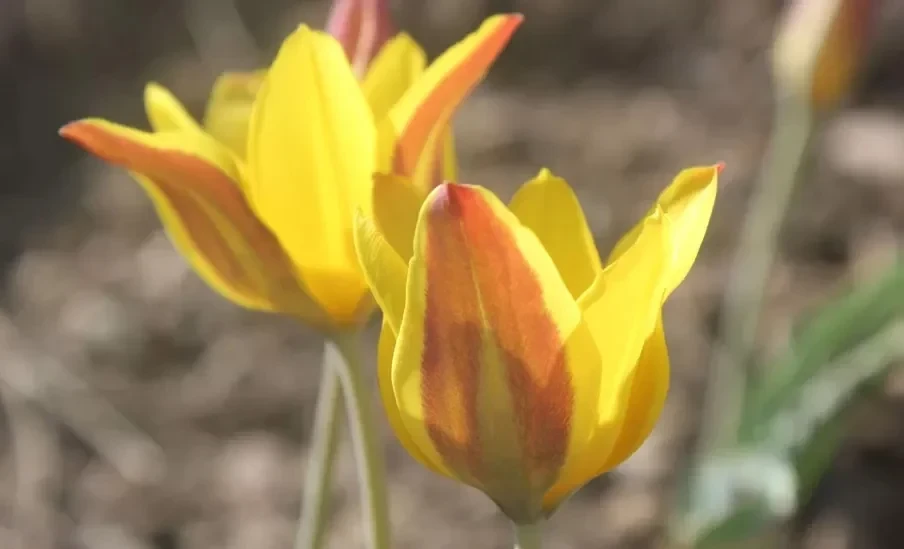 Tulip from Kyrgyzstan Reaches the Finals of the World Competition in the USA