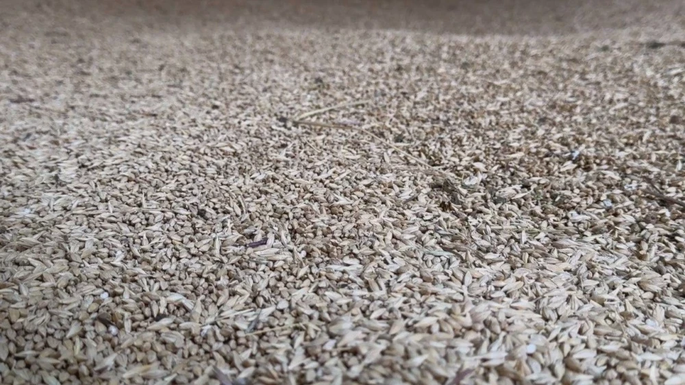 Ак-Сууйские фермеры получили льготное топливо и тонны семян для сева