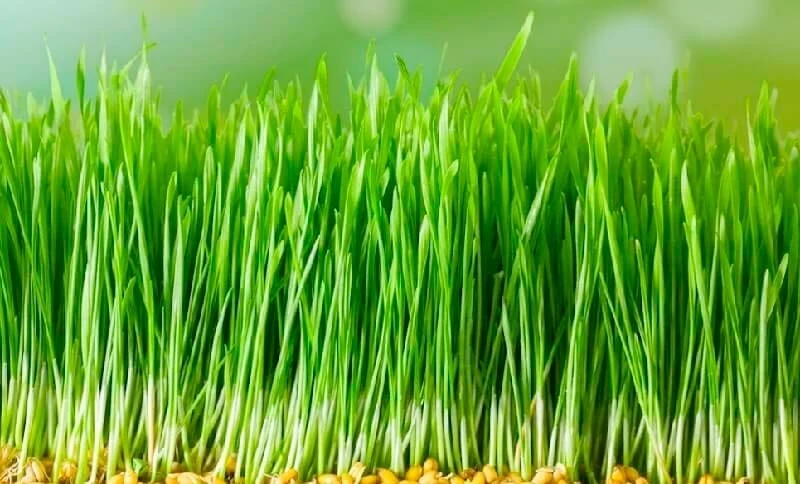 Sumolyok – the taste of patience and hope