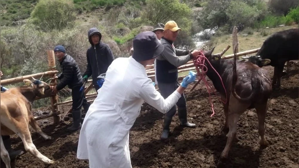 Казахстан вакцинирует весь скот в приграничных с Россией территориях