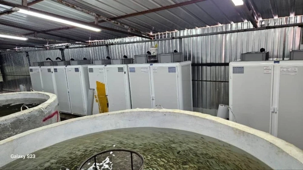 Четыре миллиона мальков выпустили в озеро Сон-Куль