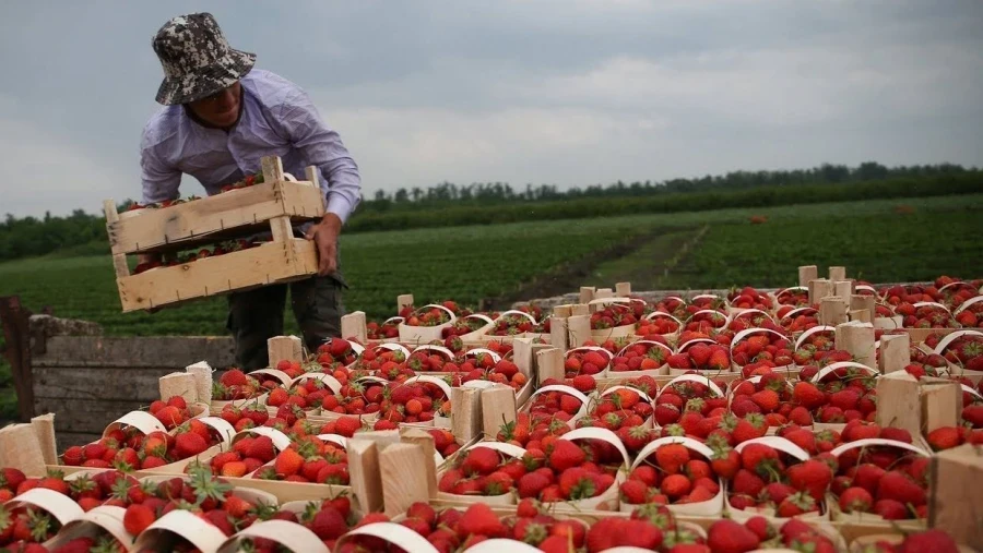 In Kyrgyzstan, an agricultural census is underway: "hotlines" have been established