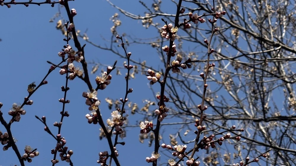 Heat up to 32 degrees. Forecasters reported on the weather in Uzbekistan until the end of the work week.