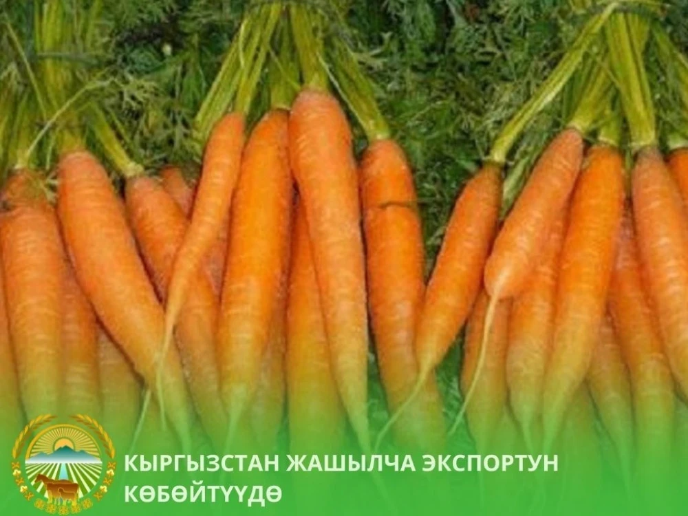 Кыргызстан начал поставки свежей моркови в Пермский край