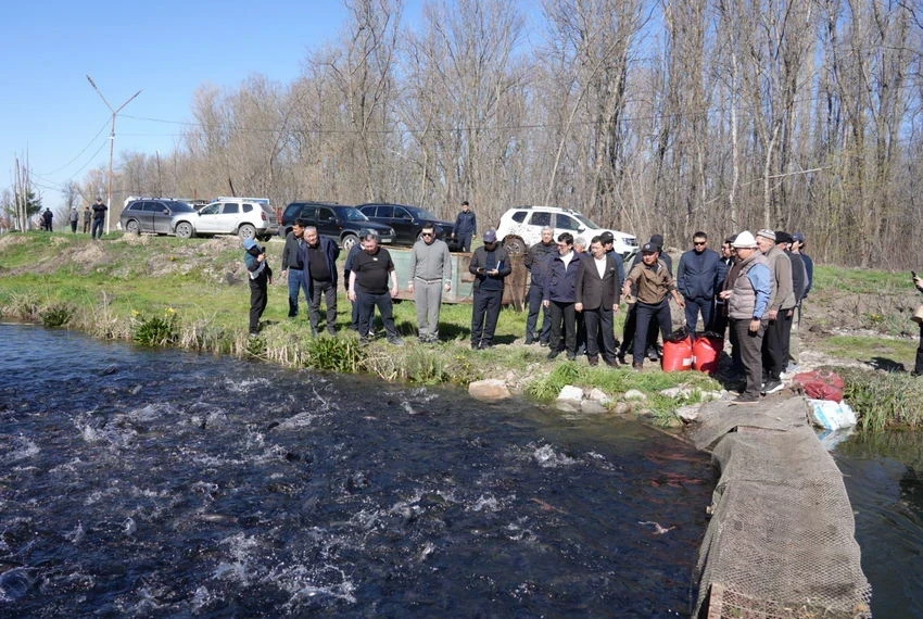 Форель как бренд: кабмин Кыргызстана берется за развитие рыбной отрасли