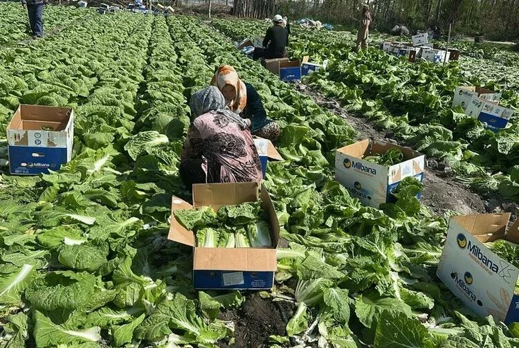 Фермеры Аравана собрали первый урожай пекинской капусты для экспорта в Россию
