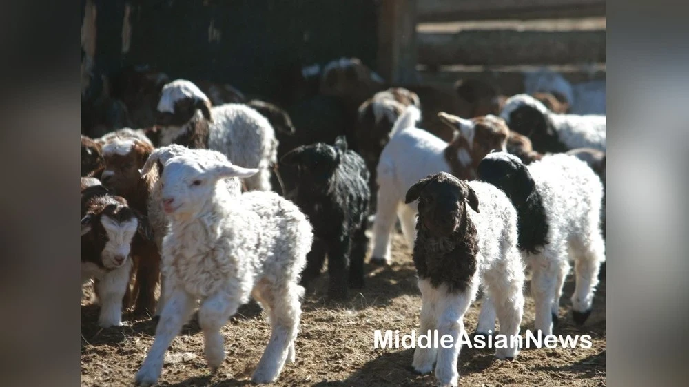 As of March, 238 thousand newborn animals were registered