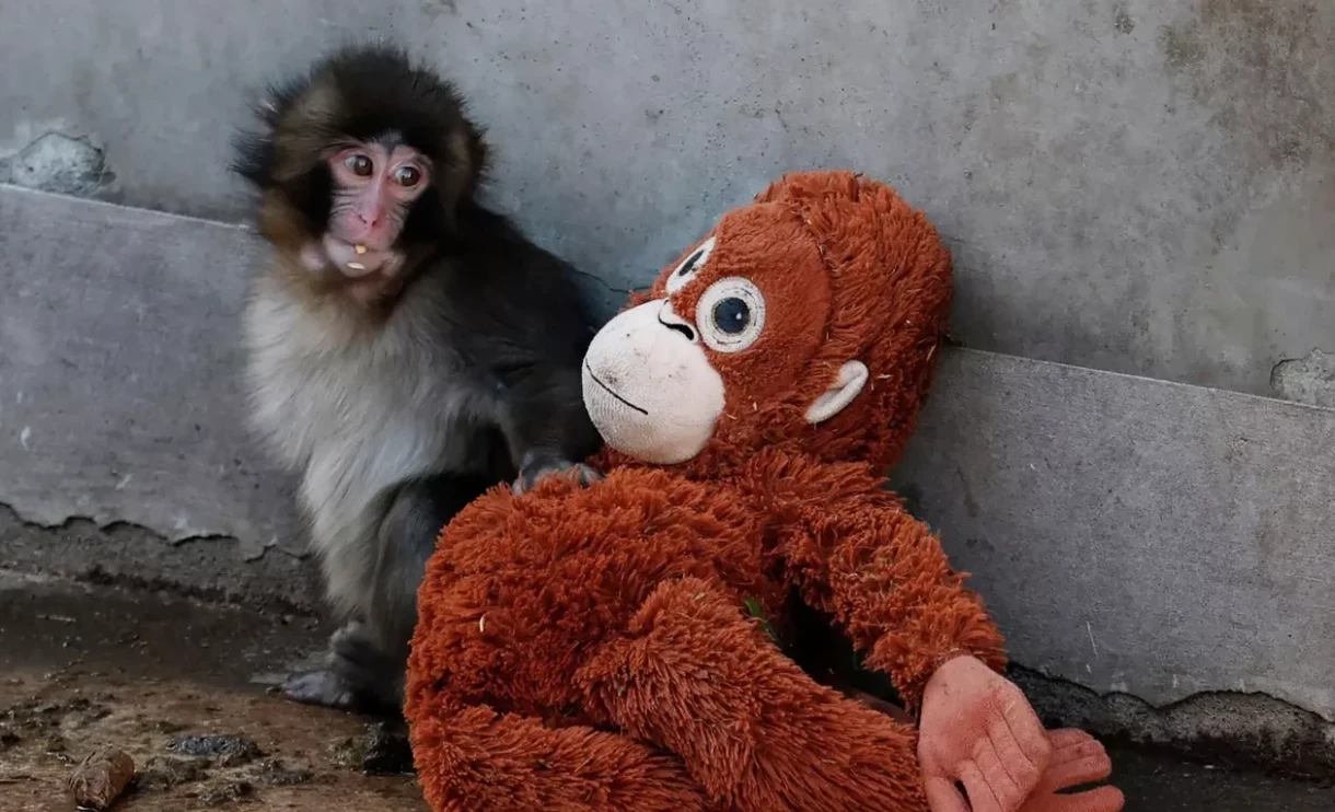 Япониядагы зоопаркка келгендердин саны Панти макакасына болгон кызыгуунун натыйжасында эки эсе көбөйдү