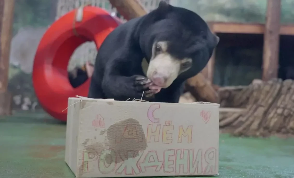 Москванын зоопарктында Маша аюга туулган күнү үчүн торт тартууланды