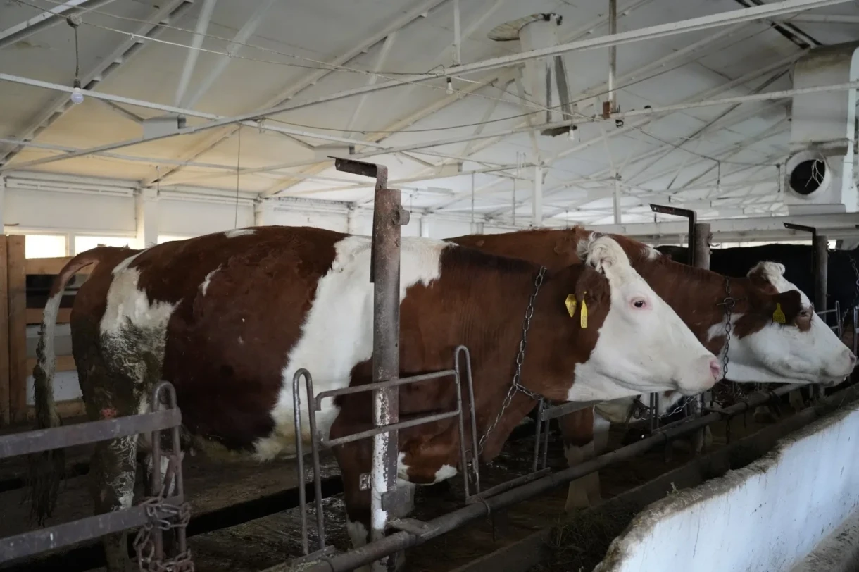 Эрлист Акунбеков посетил племенной завод в Сокулуке