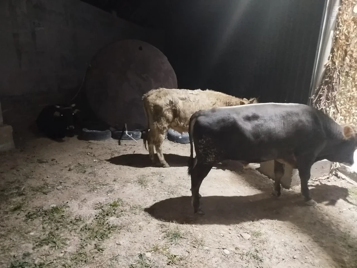 На кыргызско-таджикской границе пресечена попытка вывоза КРС