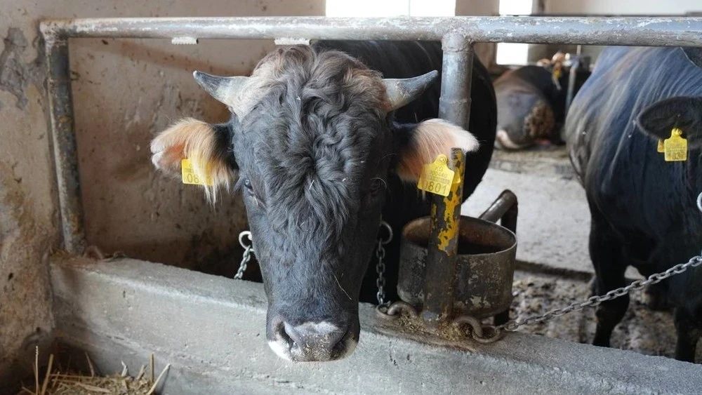 В Китае выявили вспышку нового для страны штамма ящура