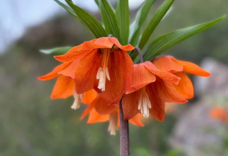 В Баткене зацвел редчайший эндемик Айгуль